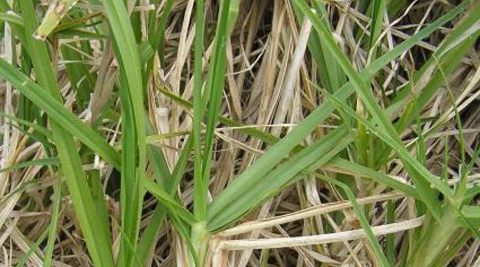 Dense mat of Kikuyu.