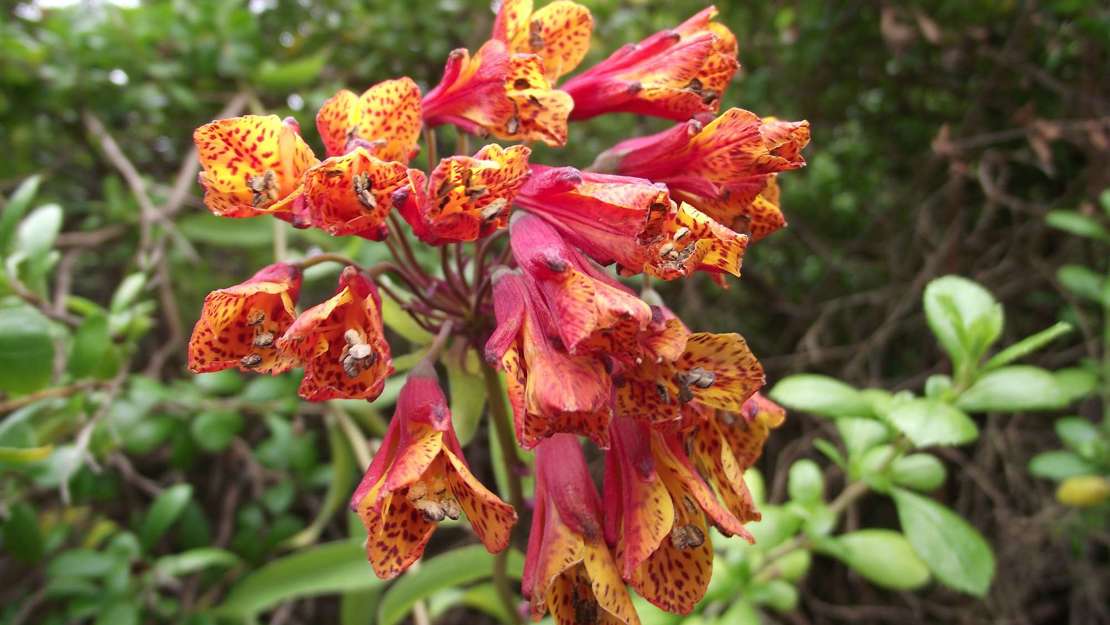 Close up of the spotted bomarea flowers.