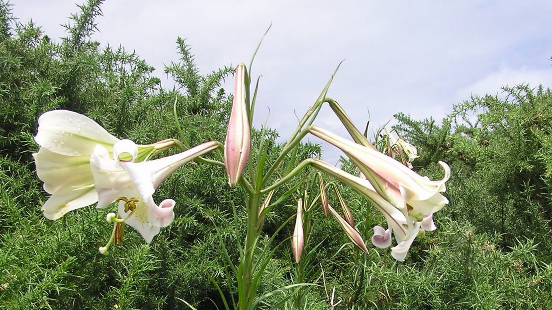 Formosa lily towering over other plants.