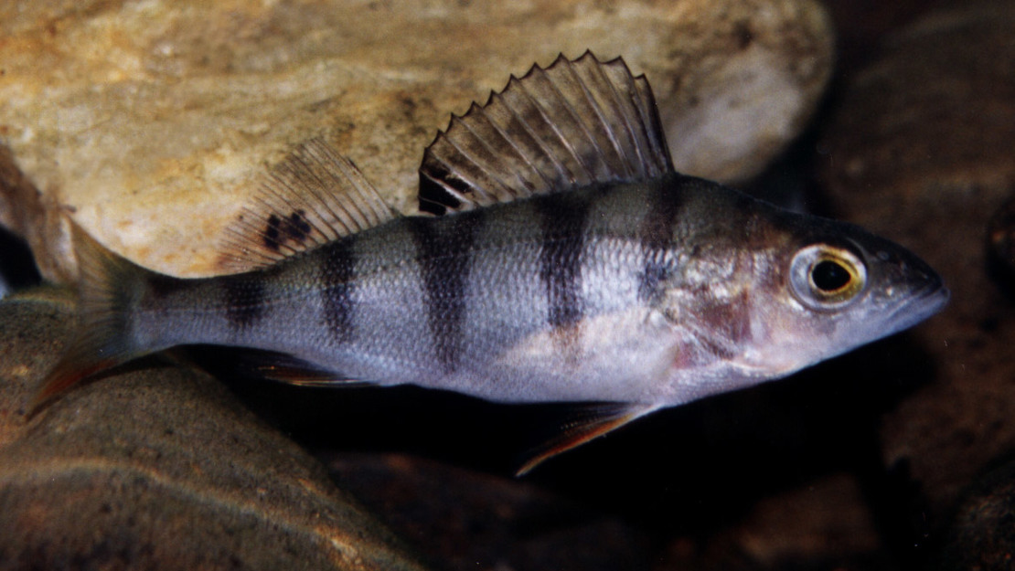 A striped silver fish called perch.