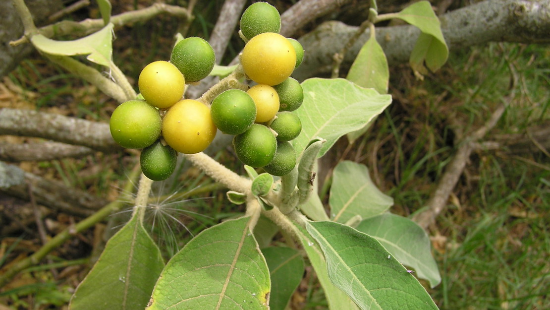 The yellow and green berries of woolly nightshade.