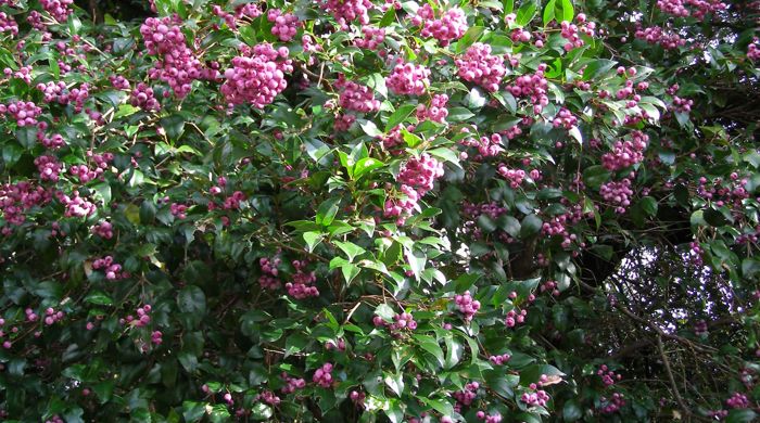 Mature Monkey Apple tree covered in fruit.