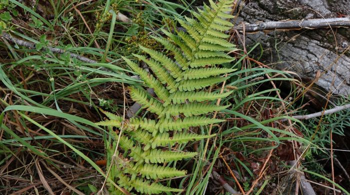 Single Male Fern frond in pine forest.