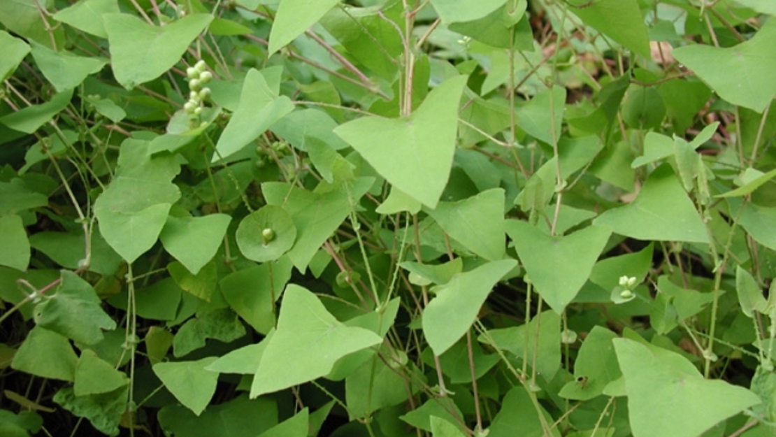 The leaves of the devil's tail.