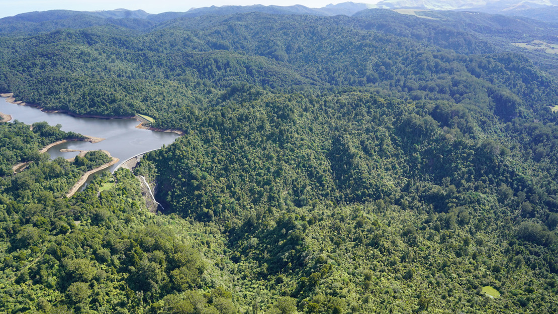 Ark in the Park project area showing massive kauri trees in the Waitākere Ranges. 