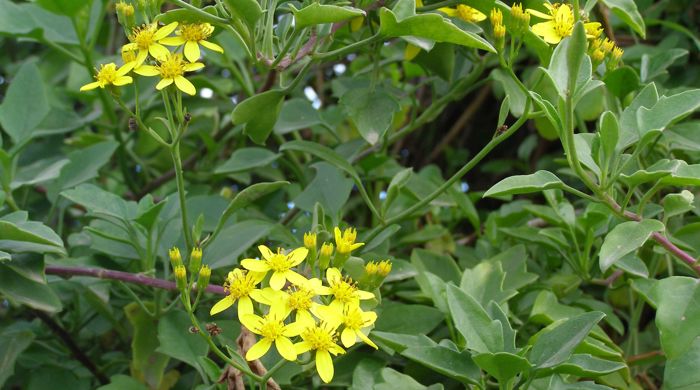 Cape ivy branches with clusters of flowers.