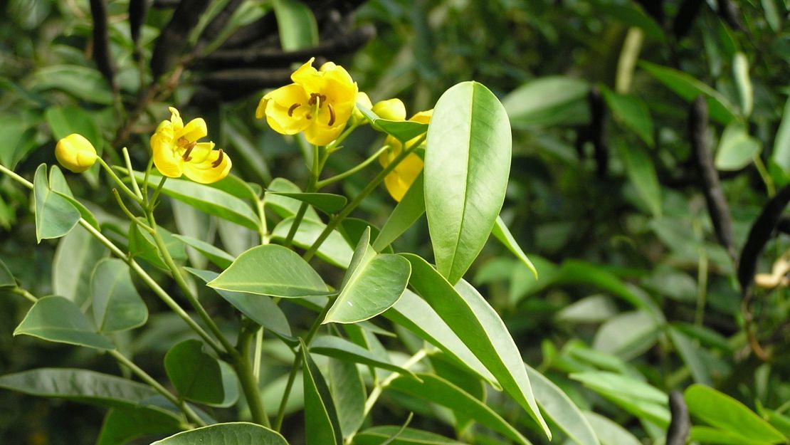 Yellow flowers of the buttercup bush.