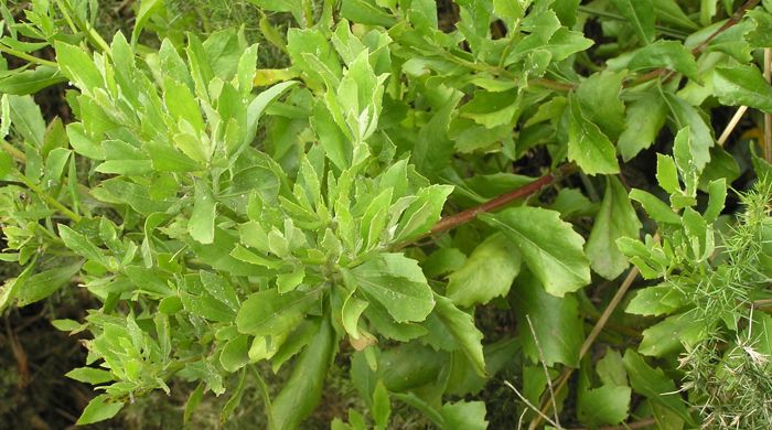 Boneseed leaves from above with their jagged edges.