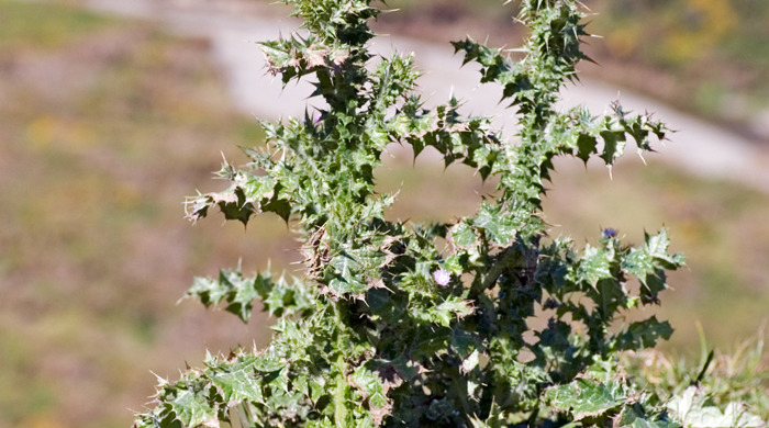 Mature Nodding Thistle on grassy mound.