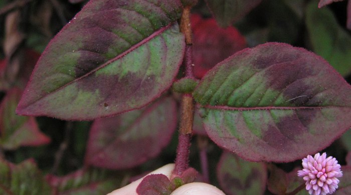 A hand holding a stalk of pink headed knotweed leaves.