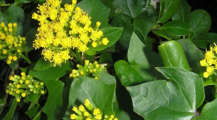 Clusters of german ivy flowers.