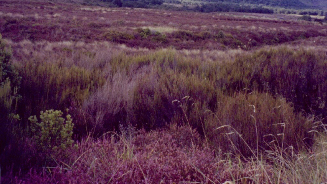 A field of purple heather.