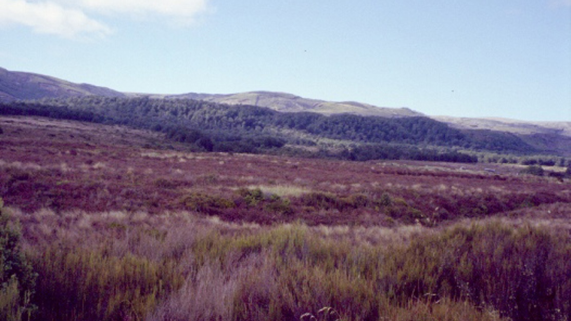 A field of purple heather.