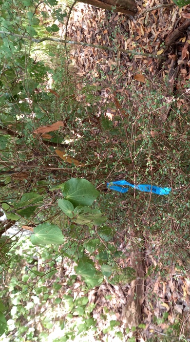A twiggy green plant tagged with blue flagging tape.