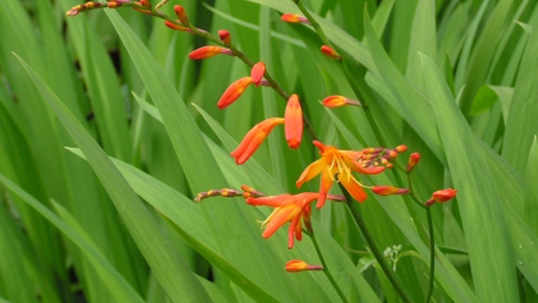 Montbretia with flower stem.