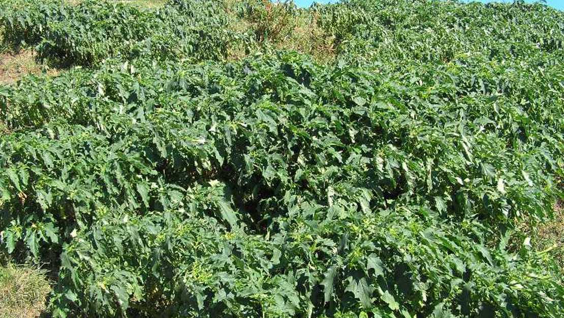 A field of Thornapple on a hillside.