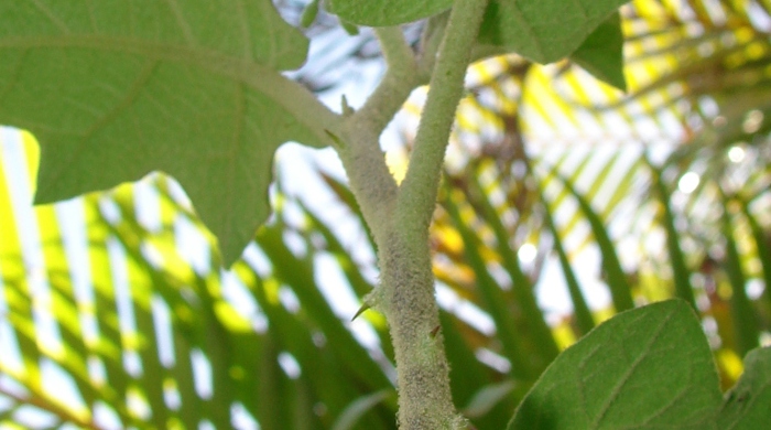 The underside of devil's fig leaves.