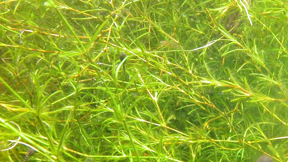 Southern naiad floating in the water.