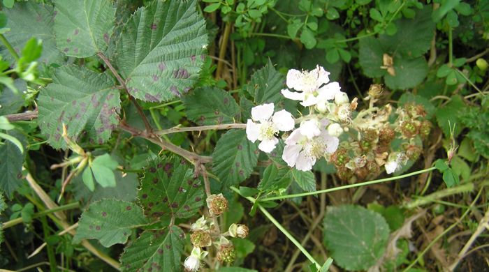 A blackberry shrub with white flowers and mottled leaves.