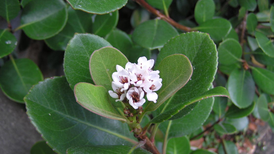 Close up of sexton's bride flowers.