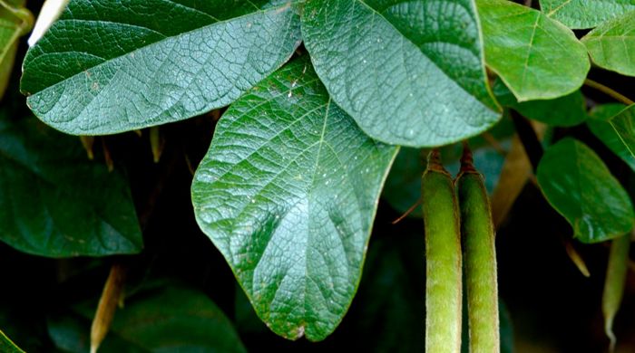 Close up of the long pods of dusky coral pea.