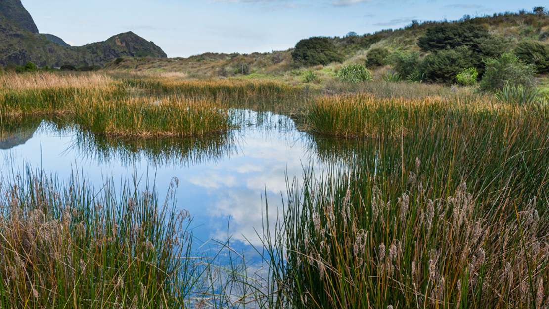 Sky reflected in still water surrounded by twig rush.