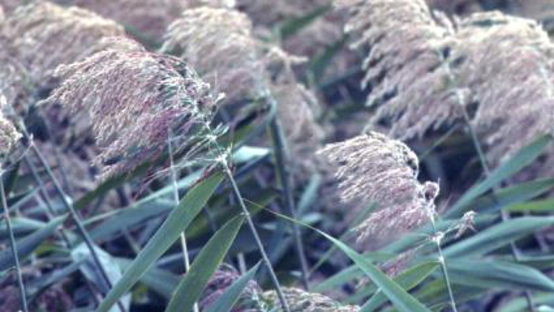 Close up of phragmites flowers.