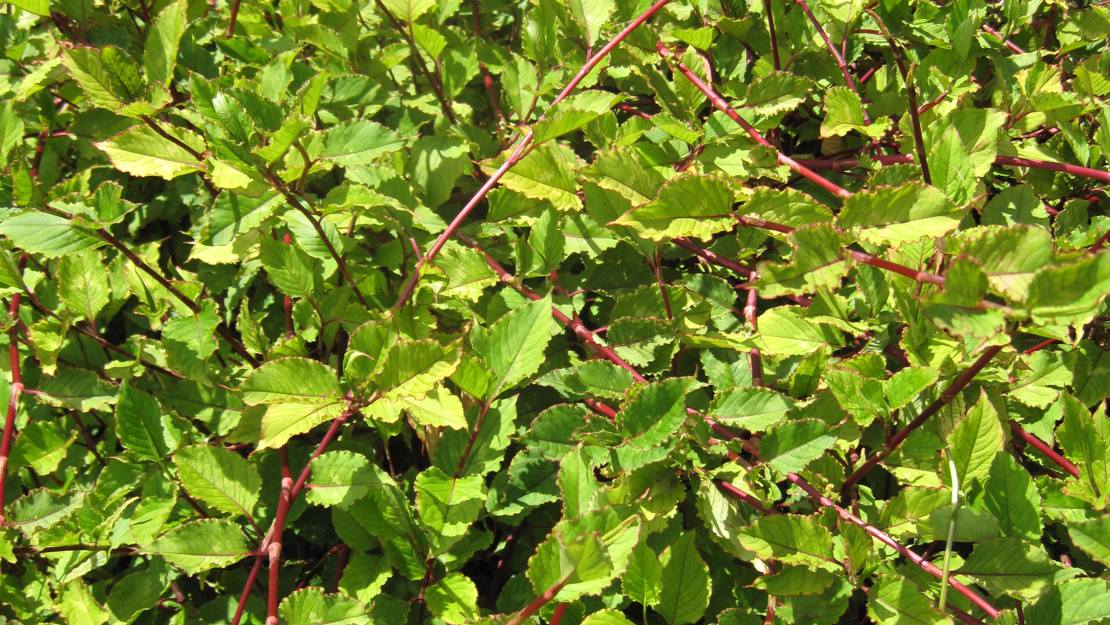 Chinese knotweed