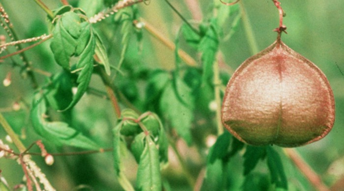 A ballon vine seed pod.