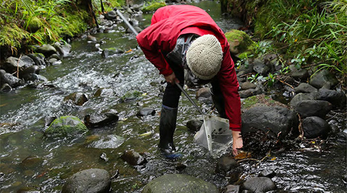 Volunteer in stream looking for species to monitor. 