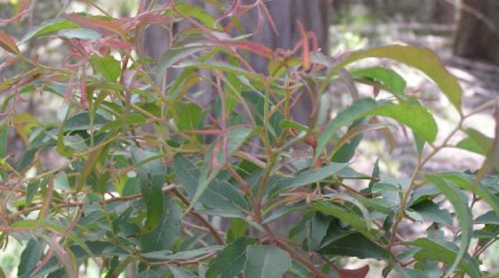 Close up of young branch tip of Gum tree.