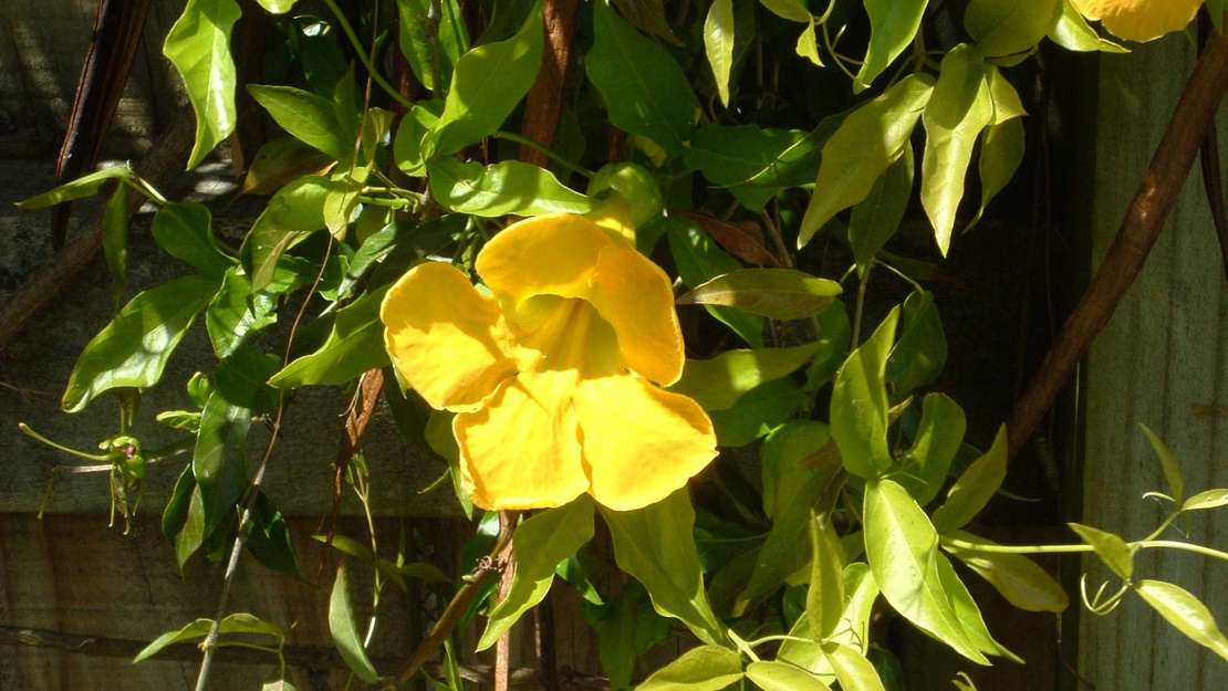 Close up of cats claw creeper flower.