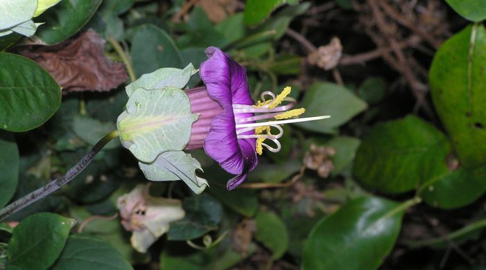 Close up of cathedral bells flower from above.