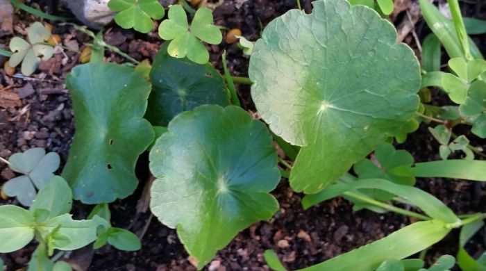 Small Hydrocotyle umbellata with oxalis.