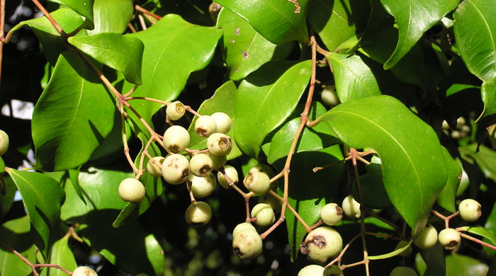 Monkey Apple leave and mature fruit.