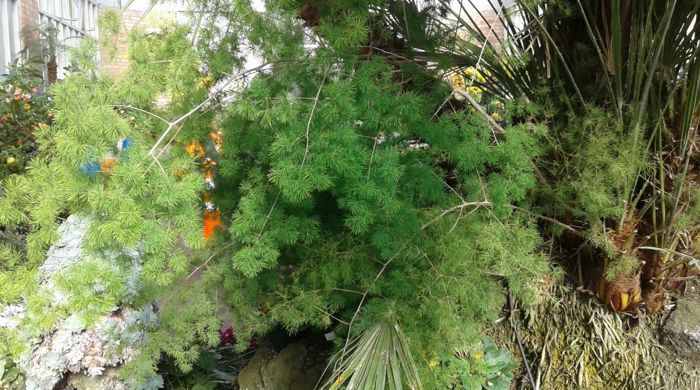 Asparagus umbellatus growing under a small palm