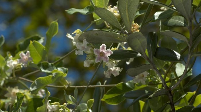 Looking up into Moth Plant vine in flower.