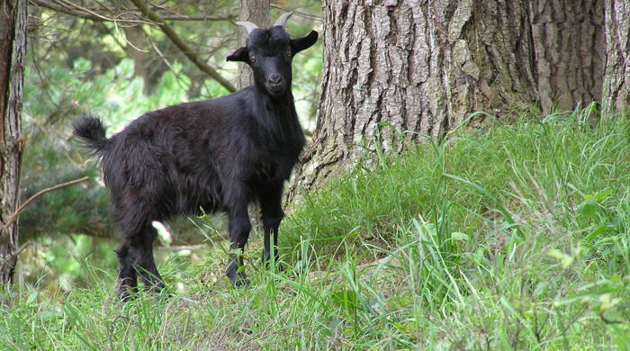 A juvenile black goat.