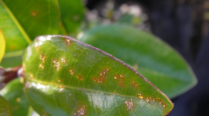 Close up of yellow spores on a myrtle leaf.