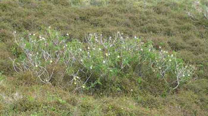 An apple of Sodom cluster of trees growing in the distance.