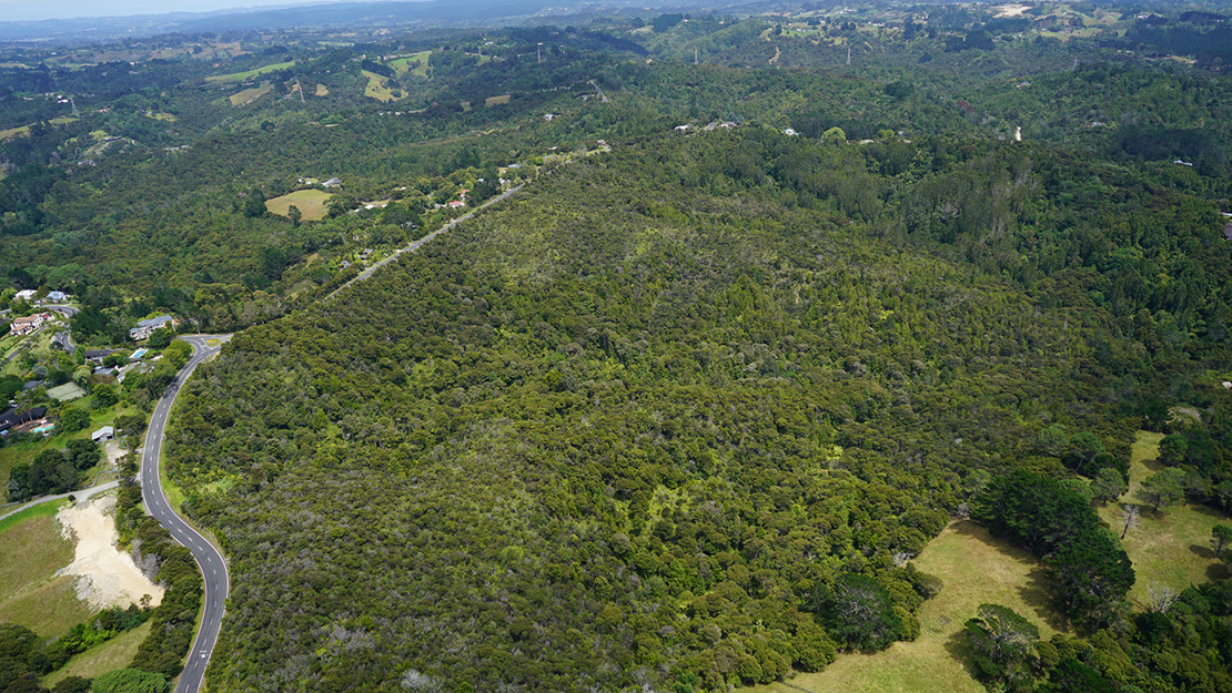 Gumland, scrub and kauri forest within Albany Scenic Reserve.