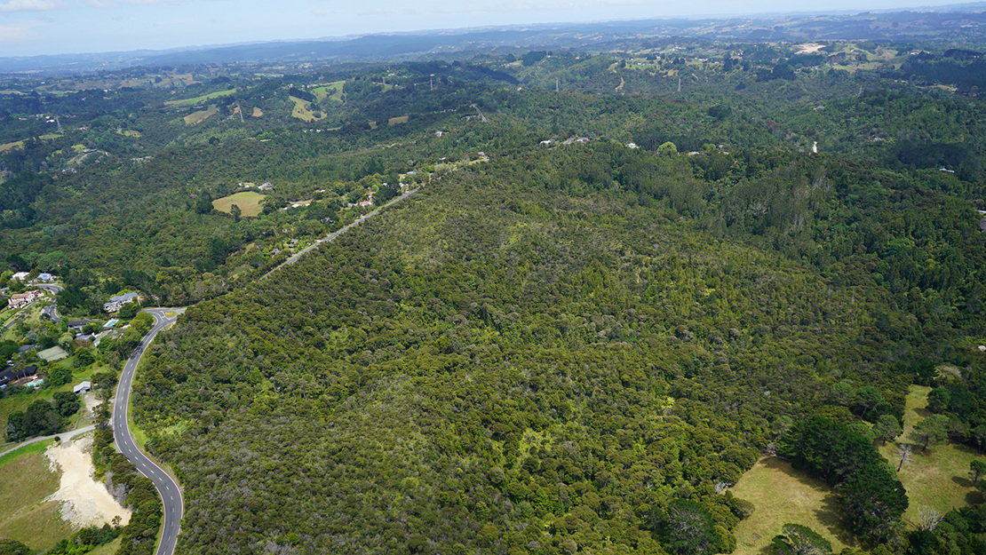 Gumland, scrub and kauri forest within Albany Scenic Reserve.