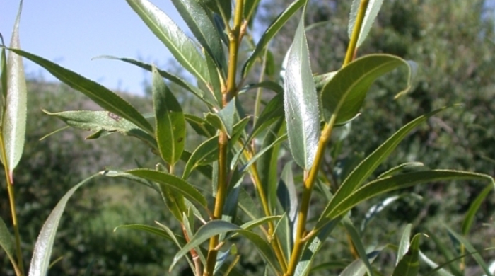 Crack Willow stem tips.