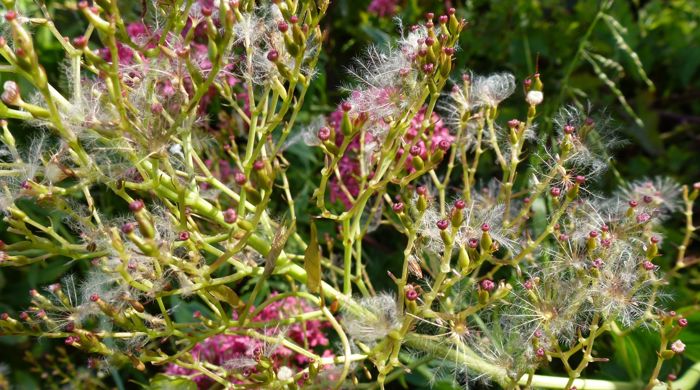 Red valerian seeds.