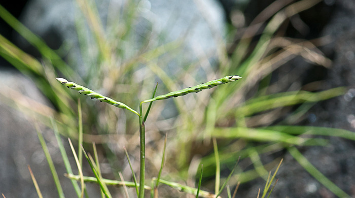 Close up on salt water paspalum seeds.