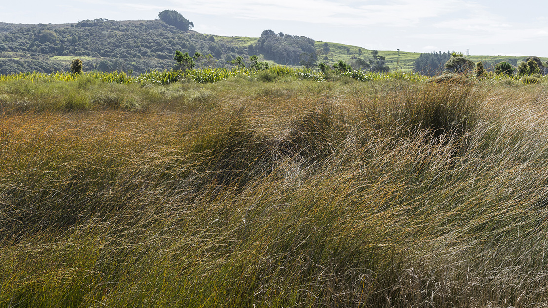 Tall dense oioi reedland with tree-covered hill in background.