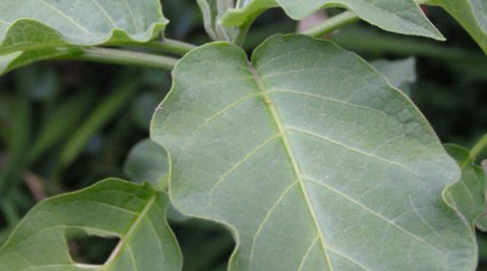 The leaves of the angels trumpet are wide.