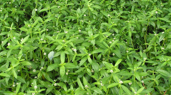 Alligator weed in bloom.