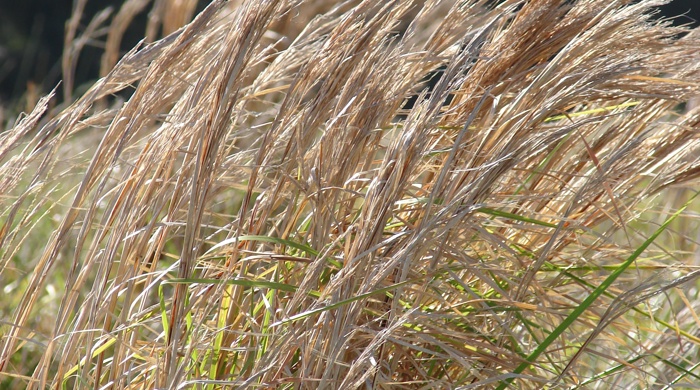 Broomsedge growing wild in a field.