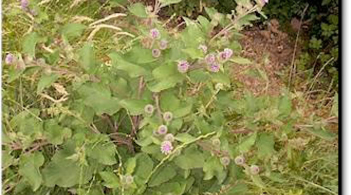 A bush of burdock.